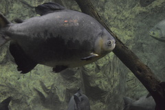 Piaractus brachypomus
