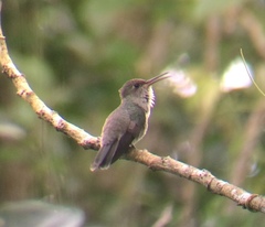 Talaphorus chlorocercus