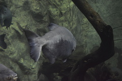 Piaractus brachypomus