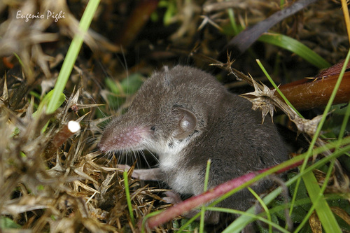 Bicoloured Shrew