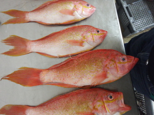 Rose thread-fin bass (Hemanthias peruanus) — Serranidae — 4