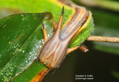 Opoptera staudingeri