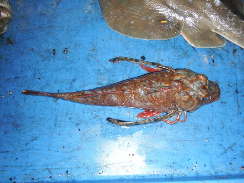 Witsnuit-zeehaan (Prionotus albirostris) — Triglidae — 5