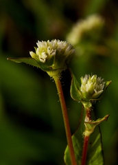 Persicaria nepalensis image