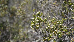 Phylica rogersii