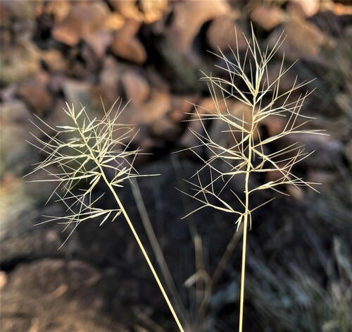Aristida caput-medusae
