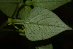 Persicaria nepalensis image