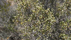 Phylica rogersii