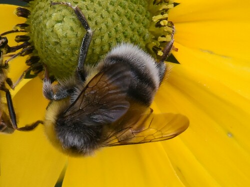 White-tailed Bumble Bee, Groesbeek, Nederland, photo 8 of 10