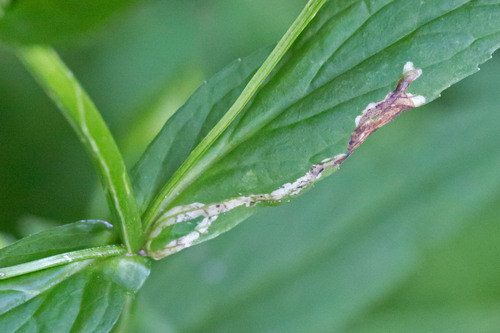 Ophiomyia mimuli
