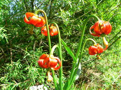 Lilium carniolicum