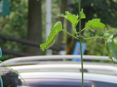 Tirumala limniace limniace