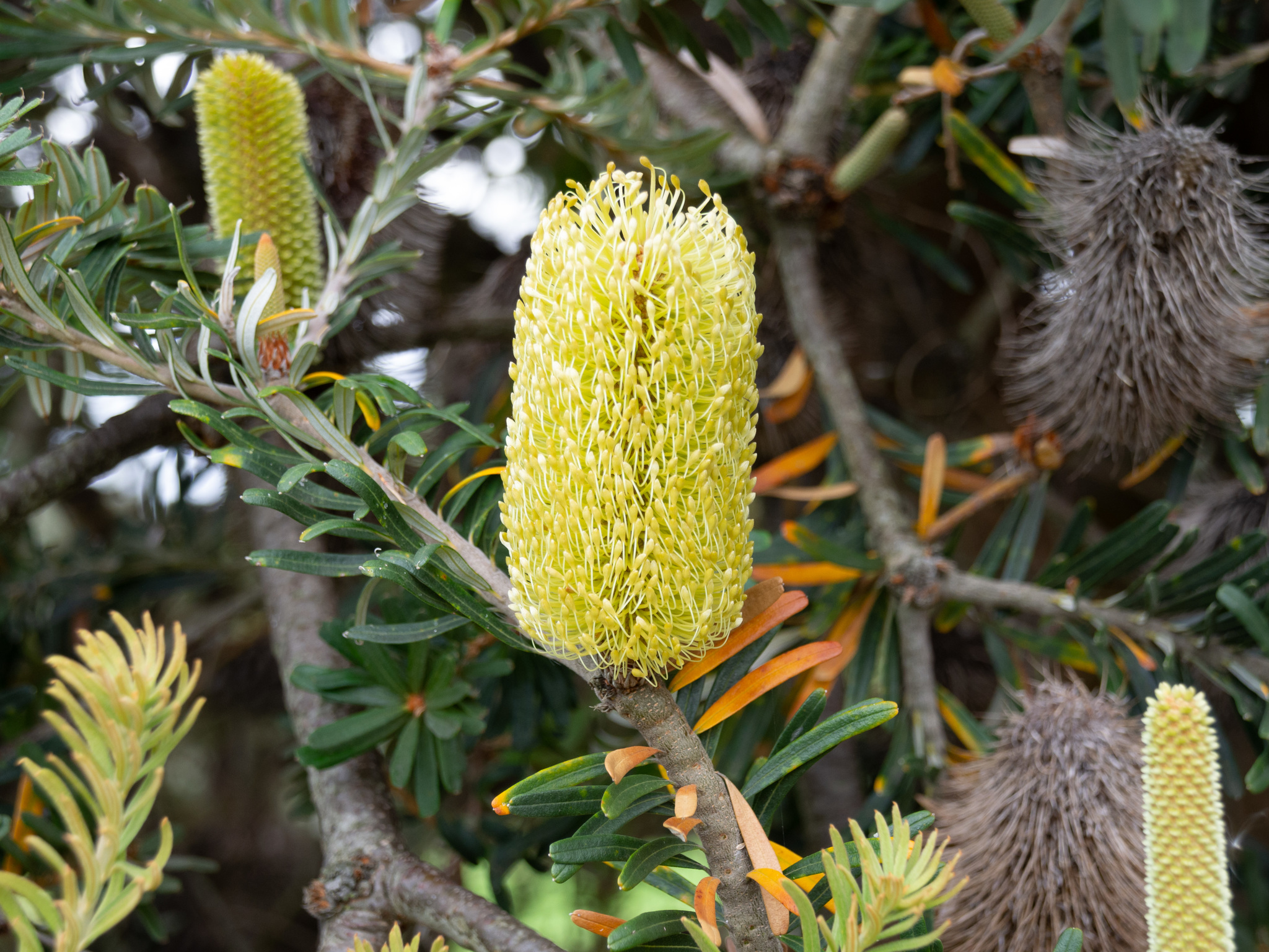 Silver Banksia (Banksia marginata)  iNaturalist