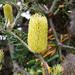 Silver Banksia - Photo (c) Terra Occ, some rights reserved (CC BY-NC-ND), uploaded by Terra Occ