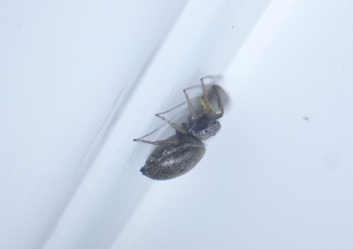 Heliophanus dubius