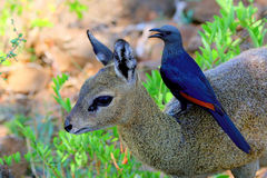 Oreotragus oreotragus transvaalensis