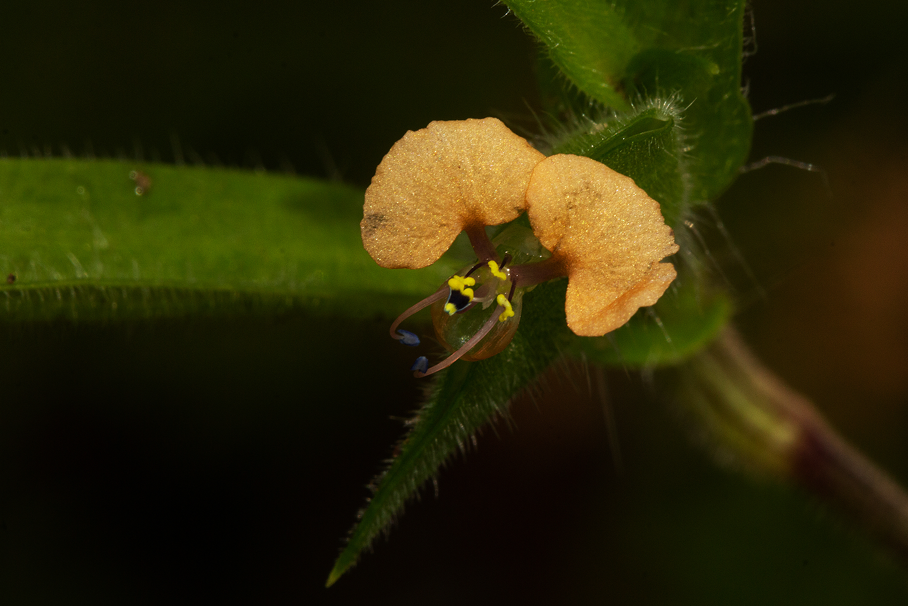 Commelina nigritana