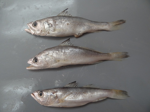 Cachema weakfish (Cynoscion phoxocephalus) — Sciaenidae