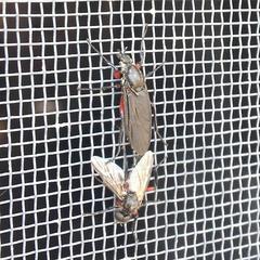 Bibio femoratus