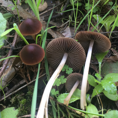 Psathyrella atrospora