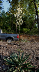 Yucca flaccida