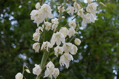 Yucca flaccida