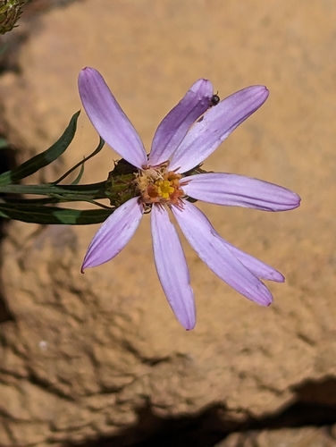 Image of Doellingeria glaucescens by (c) David Anderson, some rights reserved (CC BY)