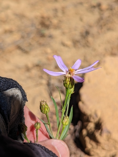Image of Doellingeria glaucescens by (c) David Anderson, some rights reserved (CC BY)