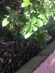 Pachysandra terminalis