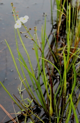 Sagittaria chapmanii