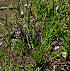 Sagittaria chapmanii