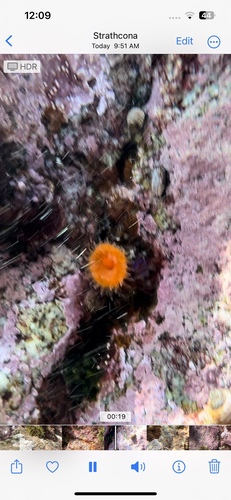 Bright orange cup coral attached to rocky subtidal habitat near Greene Point.