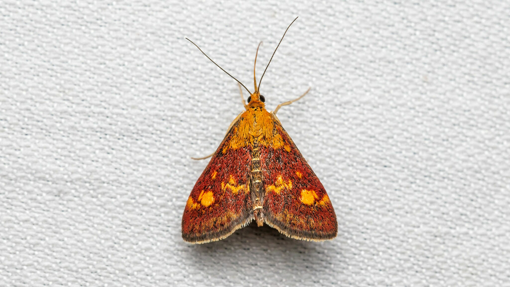 Mint Moth