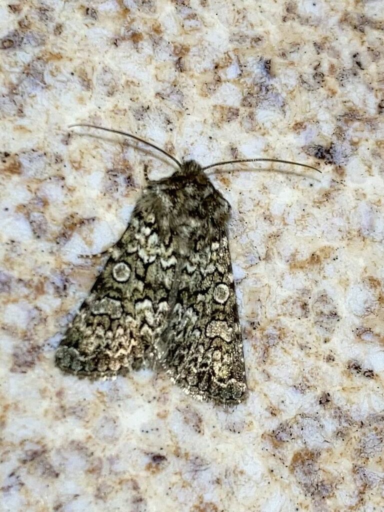Hadena tephroleuca