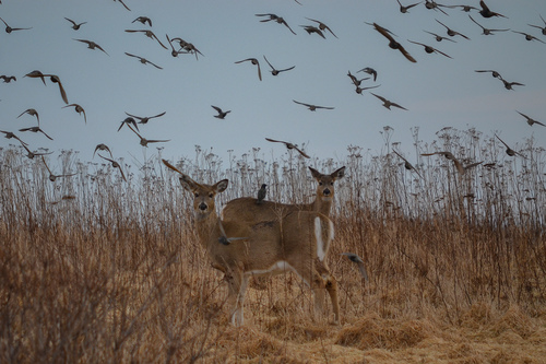 White-tailed Deer photographed in Rhode Island