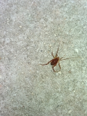 Pachyloides thorellii