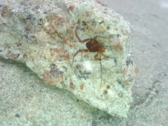 Pachyloides thorellii