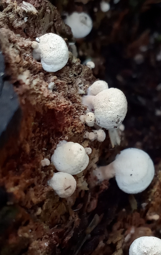 Panellus pusillus · July 2023 · photo: © mirkoduimich (iNaturalist, cc-by)