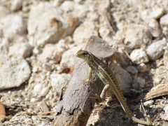 Leiocephalus personatus