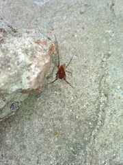 Pachyloides thorellii