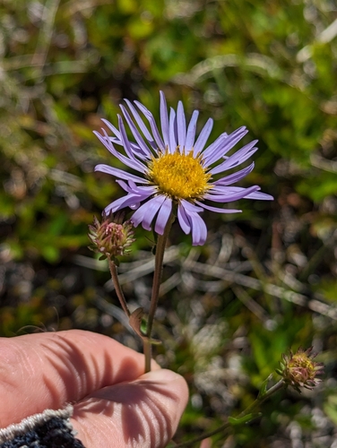 Image of Symphyotrichum spathulatum by (c) David Anderson, some rights reserved (CC BY)