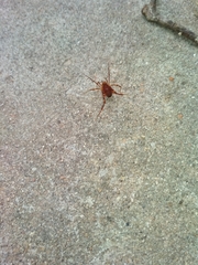 Pachyloides thorellii