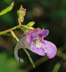 Impatiens furcillata