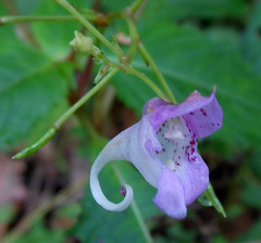 Impatiens furcillata