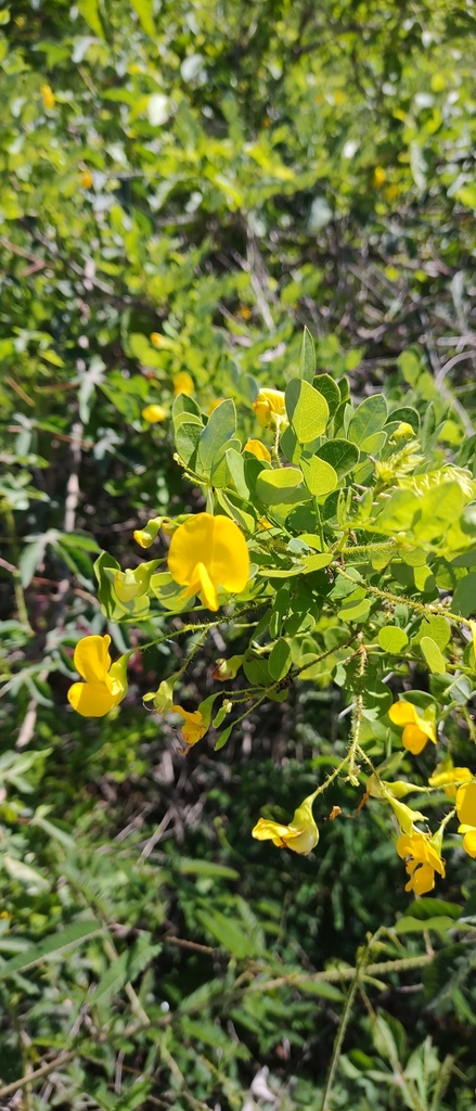 Diphysa echinata