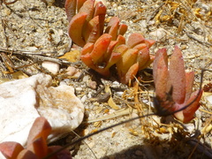 Lampranthus reptans