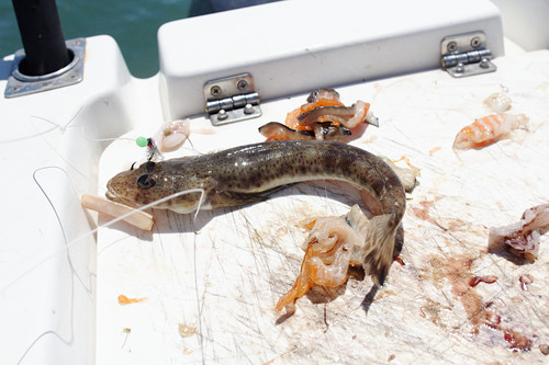 Platycephalus bassensis