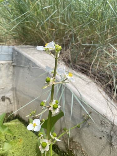Arumleaf arrowhead (Sagittaria cuneata)