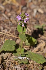 Stachys drummondii