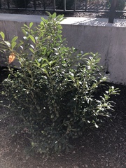 Magnoliopsida